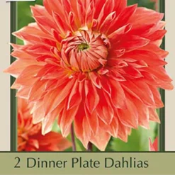 Dinner Plate Dahlia Decorative 'Parkland Glory', 2ct