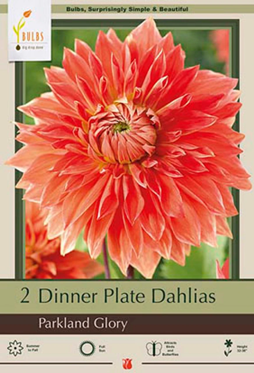 Dinner Plate Dahlia Decorative 'Parkland Glory', 2ct 3 Dinner Plate Dahlia Decorative 'Parkland Glory', 2ct