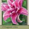 Fragrant Double Lily Oriental 'Thalita®', 2ct -Garden Supplies Sales 2024 DETA 7808 39153.1645741042