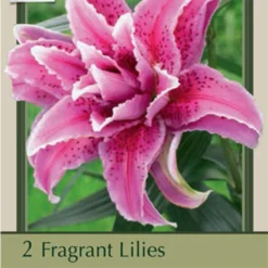 Fragrant Double Lily Oriental 'Thalita®', 2ct