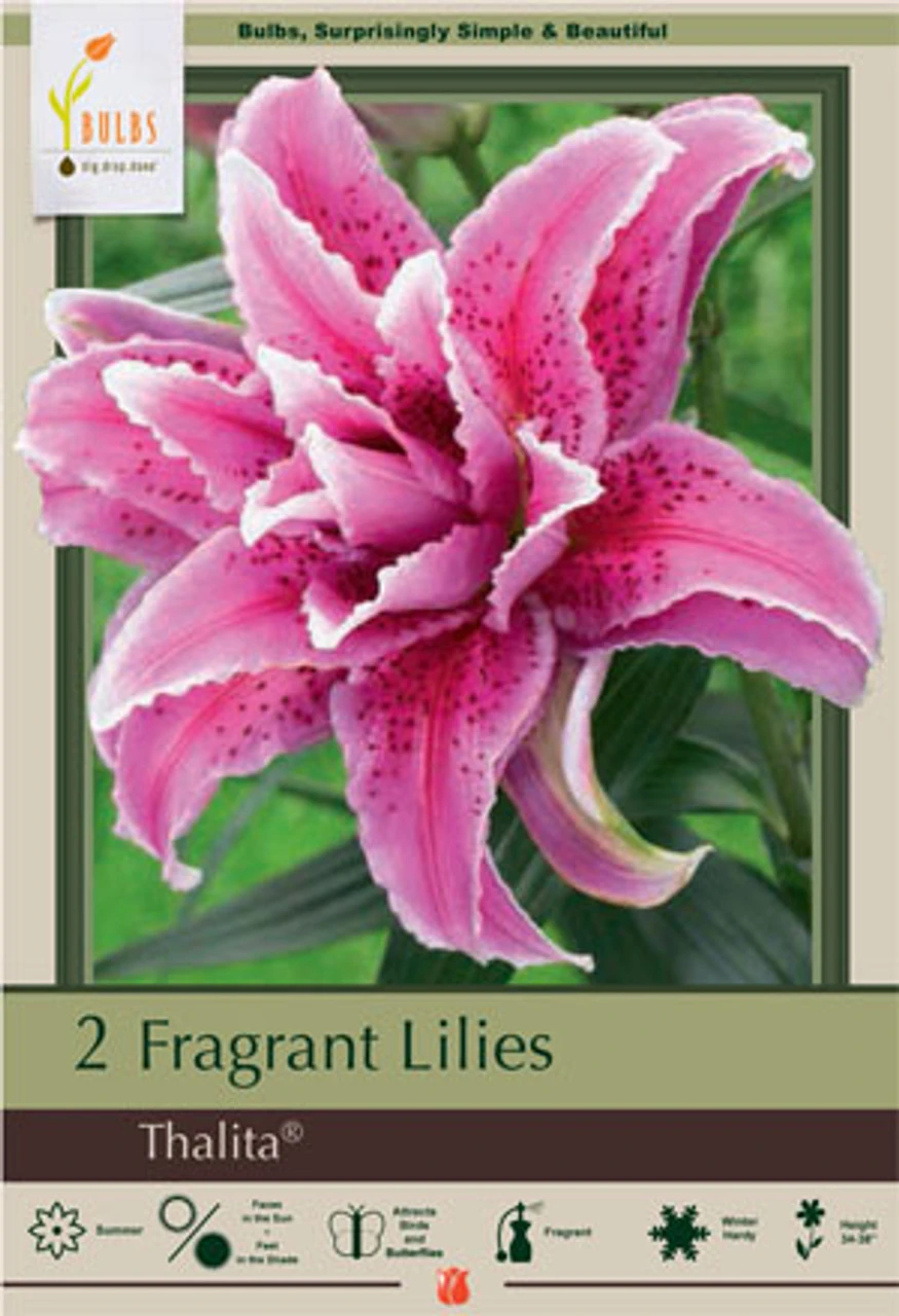 Fragrant Double Lily Oriental 'Thalita®', 2ct 3 Fragrant Double Lily Oriental 'Thalita®', 2ct
