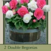 Begonia Double 'Pink & White Mixture', 2ct -Garden Supplies Sales 2024 DETA 7978 62467.1645238346