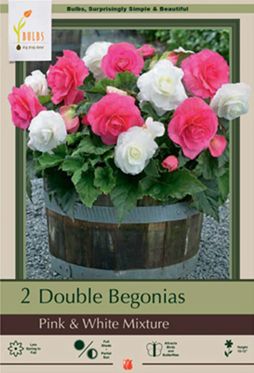 Begonia Double 'Pink & White Mixture', 2ct 3 Begonia Double 'Pink & White Mixture', 2ct