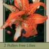 Lilium Asiatic (Double) 'Must See®', 2ct 2 Lilium Asiatic (Double) 'Must See®', 2ct -Garden Supplies Sales 2024 DETA 7999 27936.1645663660