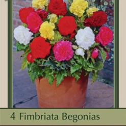 Begonia Fimbriata 'Mixture', 4ct