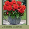 Begonia Superba 'Red', 2ct -Garden Supplies Sales 2024 DETA 8134 84539.1645232278