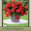Sweet Begonia Odorata 'Red Glory', 2ct