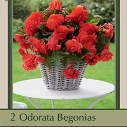 Sweet Begonia Odorata 'Red Glory', 2ct