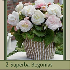 Begonia Superba 'White', 2ct