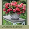 Sweet Begonia Odorata 'Pink Delight', 2ct