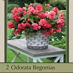 Sweet Begonia Odorata 'Pink Delight', 2ct