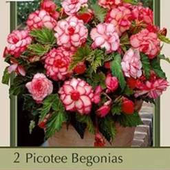 Begonia Picotee 'Rosebud', 2ct