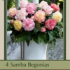 Begonia Samba 'Pastel Mixture', 4ct 2 Begonia Samba 'Pastel Mixture', 4ct -Garden Supplies Sales 2024 DETA 8170 05688.1645386502