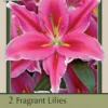 Fragrant Lily Oriental 'Lake Carey', 2ct 1 Fragrant Lily Oriental 'Lake Carey', 2ct -Garden Supplies Sales 2024 DETA 8420 25388.1645740795