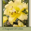 Lilium Oriental Trumpet 'Exotic Sun', 2ct -Garden Supplies Sales 2024 DETA 8516 87408.1645670919