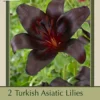 Turkish Asiatic Lilium 'Nightrider', 2ct -Garden Supplies Sales 2024 DETA 8519 55998.1645666363