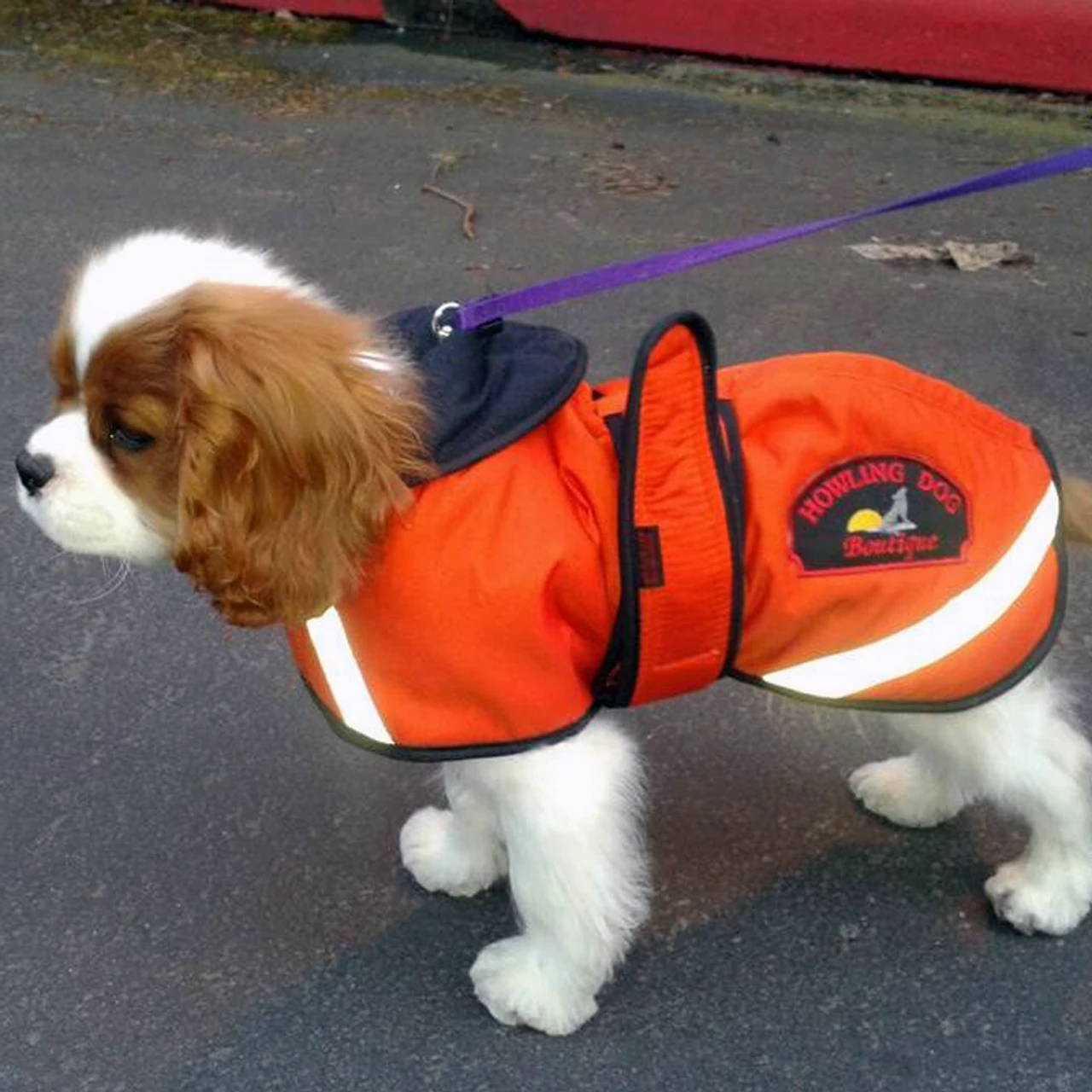 Howling Dog Duracoat, Orange 5 Howling Dog Duracoat, Orange - Image 3