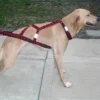 Howling Dog Hound Harness