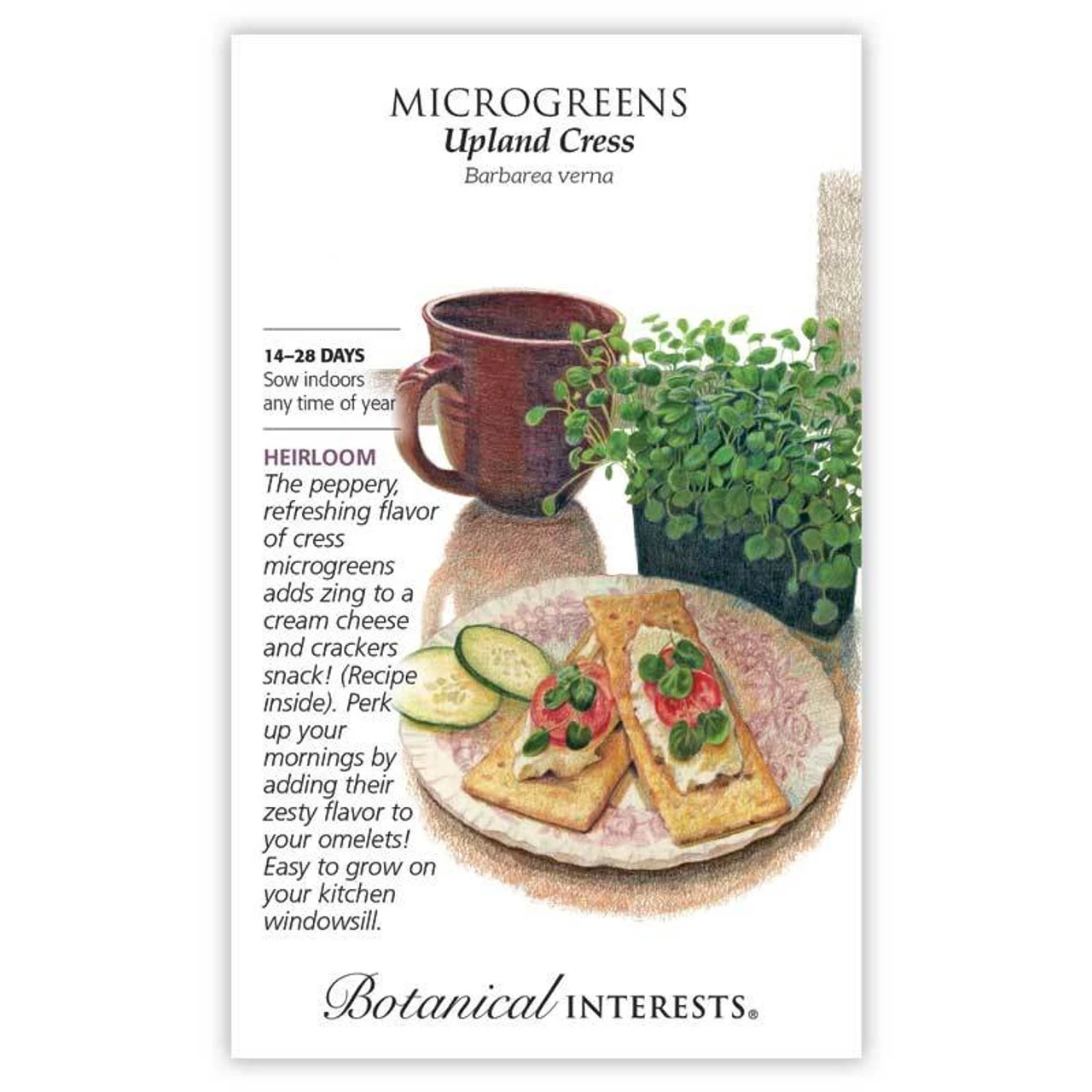 Botanical Interest Upland Cress Microgreens Seeds 3 Botanical Interest Upland Cress Microgreens Seeds