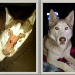 Howling Dog Nutrizinc Supplement, 8oz -Garden Supplies Sales 2024 NutrazincBeforeAfter ebd3c6b1 35d2 4afb a2b6 16effee0de8f 2048x2048 63727.1641952719