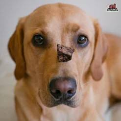 Redbarn Lamb Lung Training Treats, 3oz 10 Redbarn Lamb Lung Training Treats, 3oz -Garden Supplies Sales 2024 RBPP 714 34AmazonEBC 310012 LambLungTrainingTreats Image5 121521 1900x.progressive 75221.1659296995