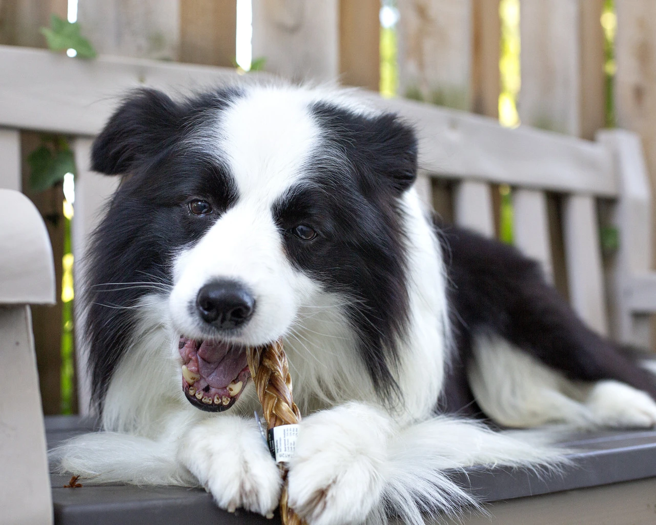 Redbarn Bully Slims, 40pk 7 Redbarn Bully Slims, 40pk - Image 5