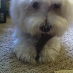 Re.Racks Antler Chews -Garden Supplies Sales 2024 Small RR Chews 42126.1626901315