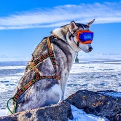 Howling Dog Skijor Standard Harness -Garden Supplies Sales 2024 StandardHarnessSibe 2048x2048 41199.1633726889