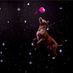 Bark Super Chew Shooting Star -Garden Supplies Sales 2024 Super Chewer Star 3 63167.1683741158