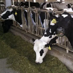 Outside Sliced Alfalfa Hay Bale, 58lb