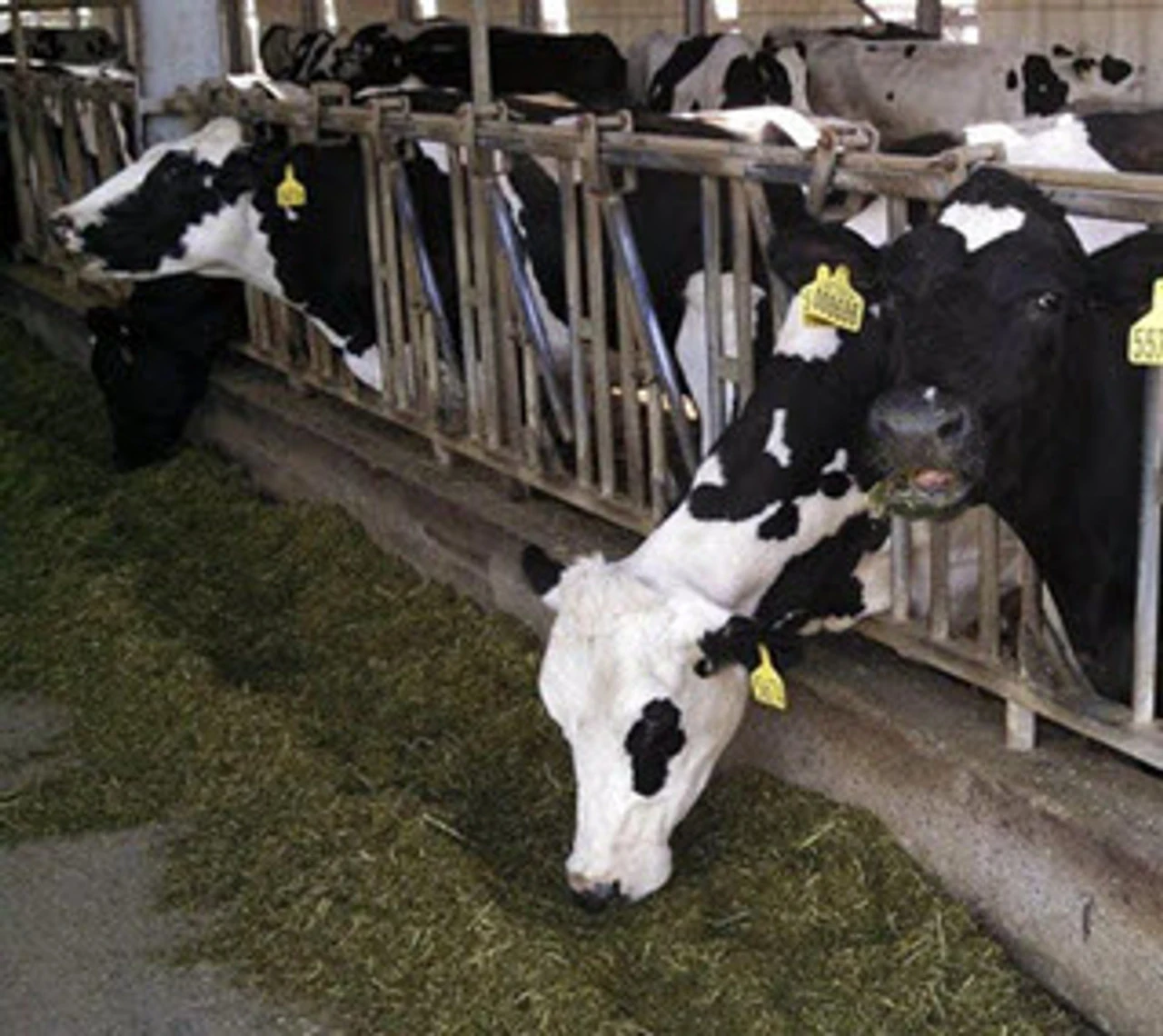 Outside Sliced Alfalfa Hay Bale, 58lb 3 Outside Sliced Alfalfa Hay Bale, 58lb