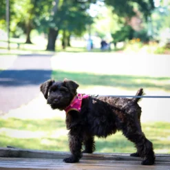 Li'l Pals Comfort Mesh Harness Black, Small -Garden Supplies Sales 2024 airol1ps71efw1ucdxgg 74347.1627174209