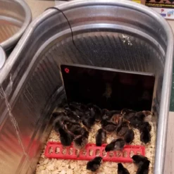 Cozy Products Cozy Safe Chicken Coop Heater 200 Watts 10 Cozy Products Cozy Safe Chicken Coop Heater 200 Watts -Garden Supplies Sales 2024 blob 11070.1616785701