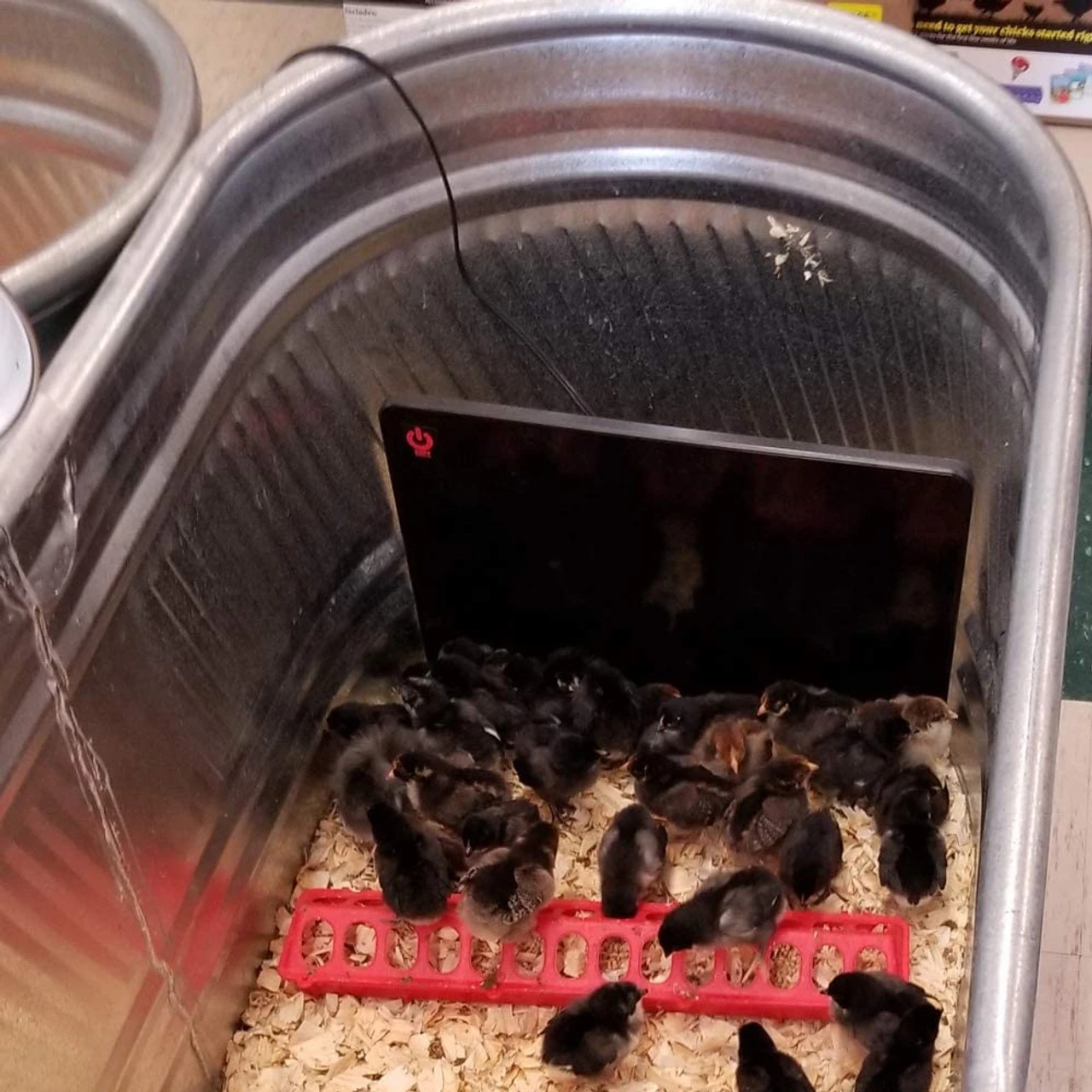 Cozy Products Cozy Safe Chicken Coop Heater 200 Watts 6 Cozy Products Cozy Safe Chicken Coop Heater 200 Watts - Image 4