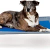 K&H Pet Products Coolin' Pet Cot, Elevated