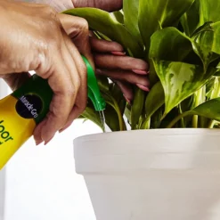 Miracle-Gro Indoor Plant Food, 8oz -Garden Supplies Sales 2024 blob 20756.1620858781