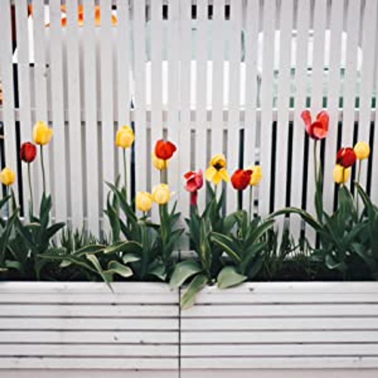 Down To Earth Organic Starter Fertilizer Mix 3-3-3 9 Down To Earth Organic Starter Fertilizer Mix 3-3-3 - Image 7