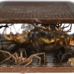 Rescue Spider Traps Ready To Use, Double-Sided, 3pk -Garden Supplies Sales 2024 blob 33541.1616775127