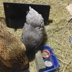 Cozy Products Cozy Safe Chicken Coop Heater 200 Watts 11 Cozy Products Cozy Safe Chicken Coop Heater 200 Watts -Garden Supplies Sales 2024 blob 39832.1616785701