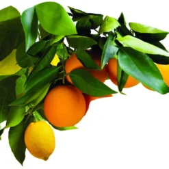 Jobes Fertilizer Fruit Tree Spikes, 5 PC -Garden Supplies Sales 2024 blob 52414.1622066512