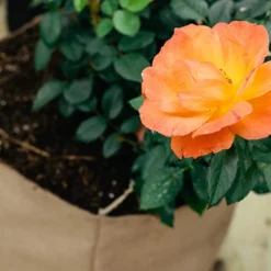 Smart Pot Tan Fabric Planter, 5 Gallon -Garden Supplies Sales 2024 blob 54566.1680311643