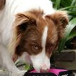 Doog Foldable Water Bowl -Garden Supplies Sales 2024 blob 63716.1630617715