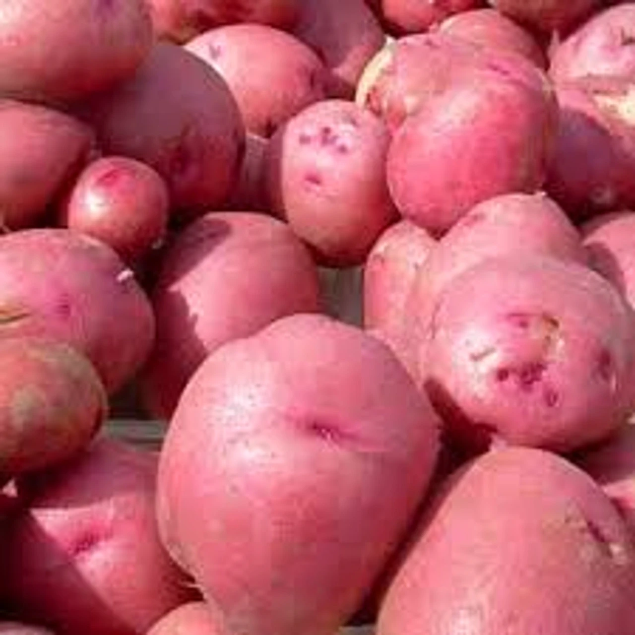 Red Pontiac Seed Potato, 1lb 3 Red Pontiac Seed Potato, 1lb
