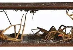 Rescue Spider Traps Ready To Use, Double-Sided, 3pk -Garden Supplies Sales 2024 blob 89078.1616775127