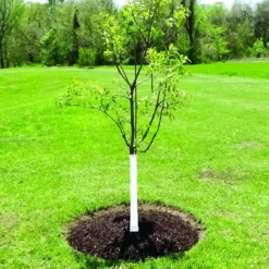 Dewitt Tree Wrap White, 3 Inch X 50 Inch -Garden Supplies Sales 2024 blob 91404.1619801737