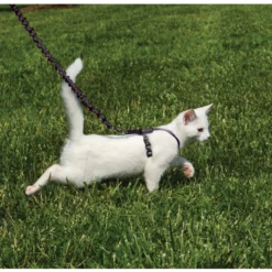 PetSafe Come With Me Kitty Cat Harness & Bungee Leash, Black -Garden Supplies Sales 2024 cwmk blk slvr e1 1 1 59169.1648688561