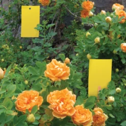 BioCare Aphid And Whitefly Trap, 4 Pack -Garden Supplies Sales 2024 eb7400 biocare aphidwhiteflytrap 04 600x600 33737.1633643399