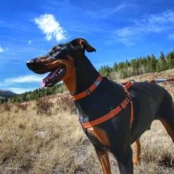 Coastal K9 Explorer Reflective Adjustable Padded Dog Harness, 1" X 26"-38" -Garden Supplies Sales 2024 fgwrabzqmacgllp3jtay 18264.1631406271