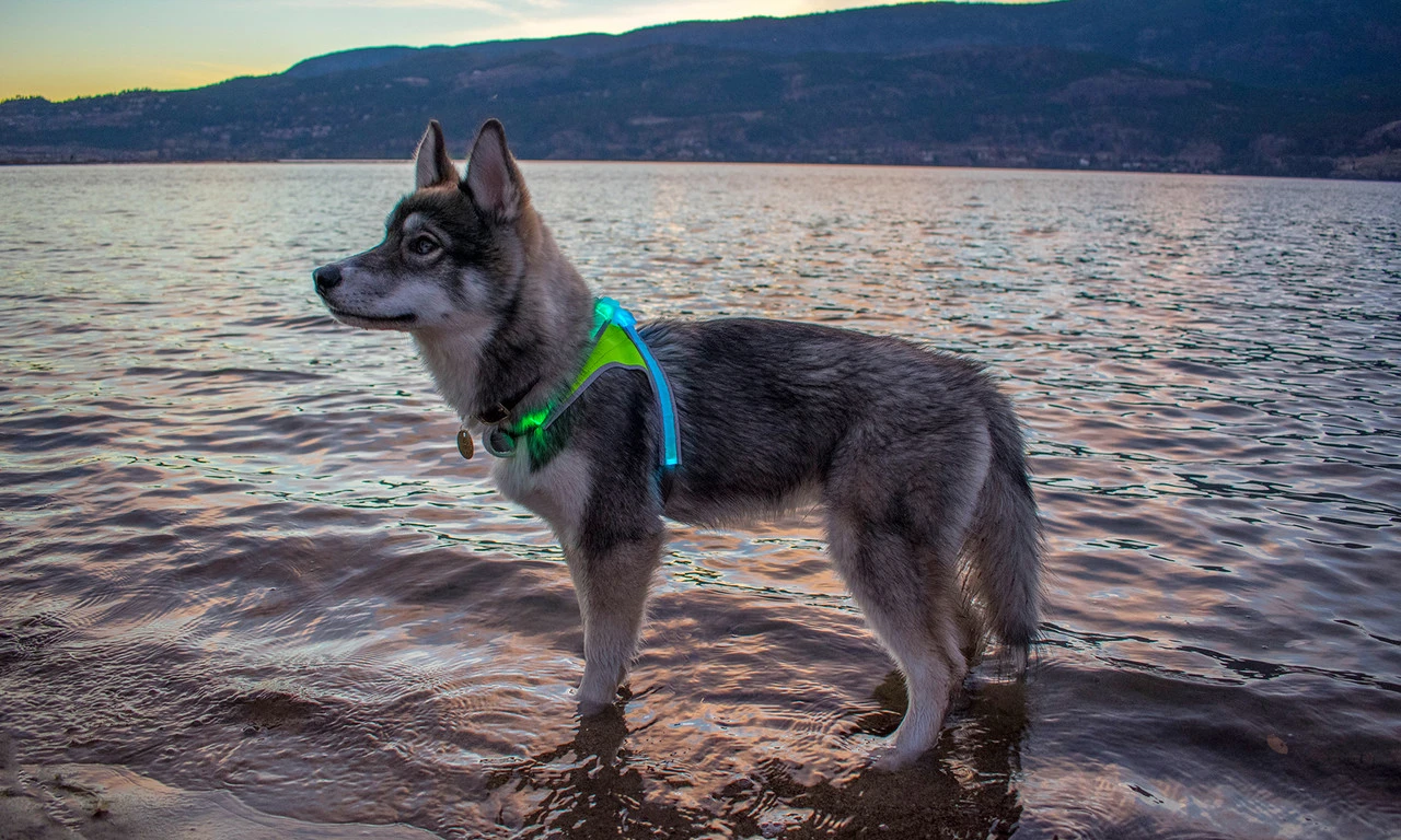 Noxgear Lighthound Harness 7 Noxgear Lighthound Harness - Image 5