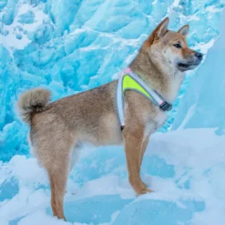 Noxgear Lighthound Harness 9 Noxgear Lighthound Harness -Garden Supplies Sales 2024 gallery lighthound 02@2x 79743.1668210240